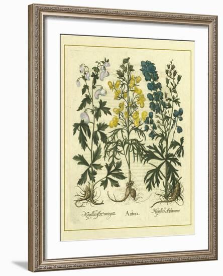 Besler Floral I-Besler Basilius-Framed Art Print