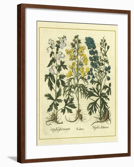 Besler Floral I-Besler Basilius-Framed Art Print