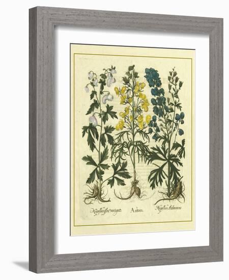 Besler Floral I-Besler Basilius-Framed Art Print