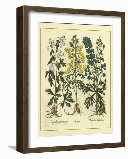 Besler Floral I-Besler Basilius-Framed Art Print