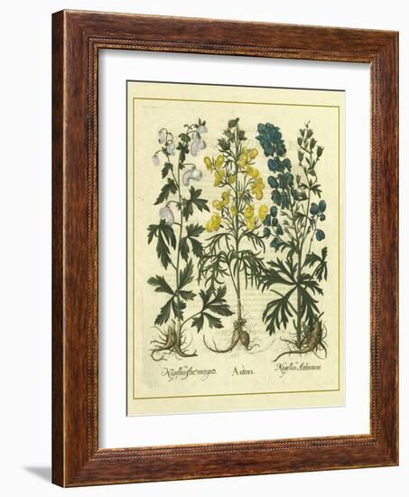 Besler Floral I-Besler Basilius-Framed Art Print