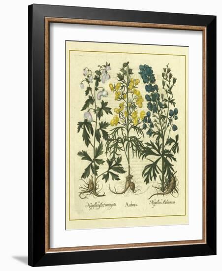 Besler Floral I-Besler Basilius-Framed Art Print