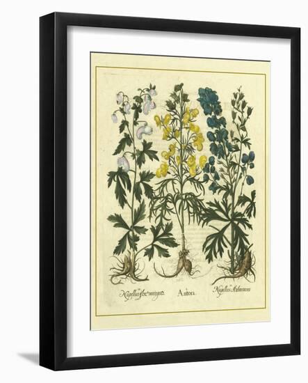Besler Floral I-Besler Basilius-Framed Art Print