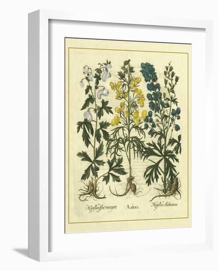 Besler Floral I-Besler Basilius-Framed Art Print