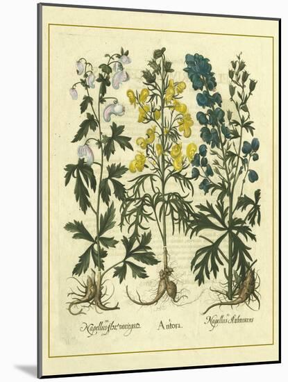 Besler Floral I-Besler Basilius-Mounted Art Print