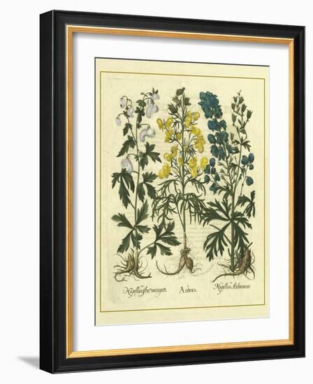 Besler Floral I-Besler Basilius-Framed Art Print