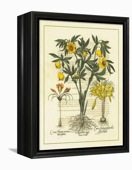 Besler Floral II-Besler Basilius-Framed Stretched Canvas