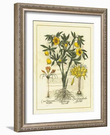 Besler Floral II-Besler Basilius-Framed Art Print