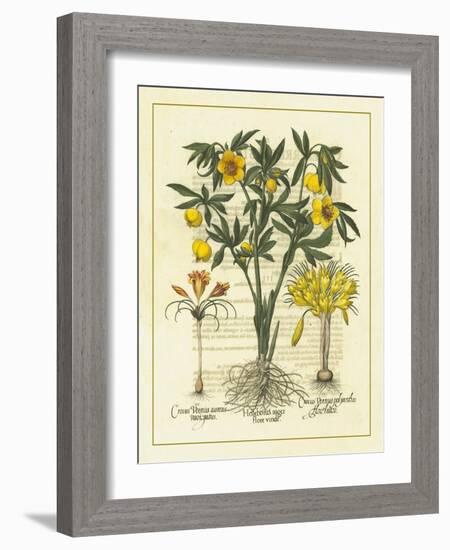 Besler Floral II-Besler Basilius-Framed Art Print