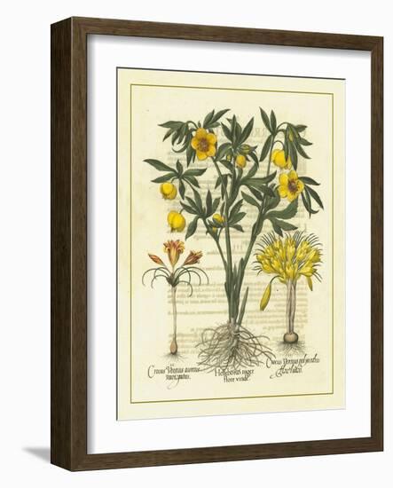 Besler Floral II-Besler Basilius-Framed Art Print