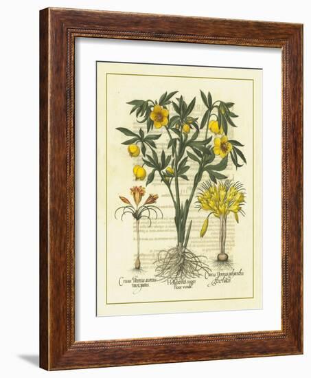 Besler Floral II-Besler Basilius-Framed Art Print