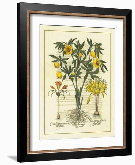 Besler Floral II-Besler Basilius-Framed Art Print