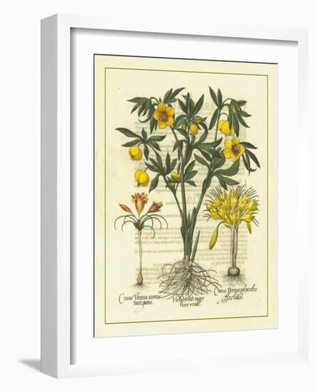 Besler Floral II-Besler Basilius-Framed Art Print