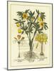 Besler Floral II-Besler Basilius-Mounted Art Print