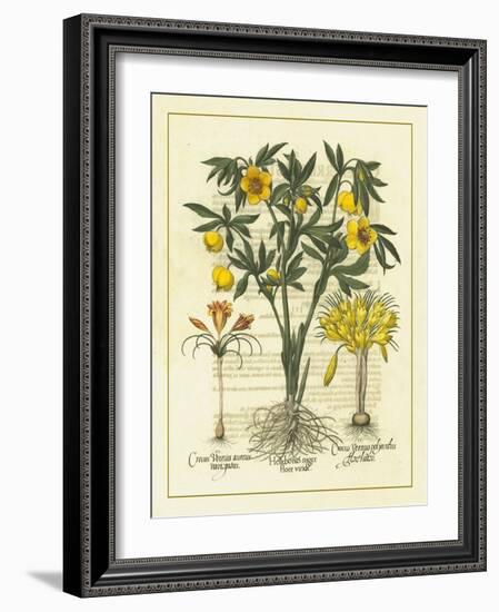 Besler Floral II-Besler Basilius-Framed Art Print