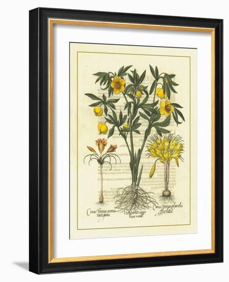 Besler Floral II-Besler Basilius-Framed Art Print