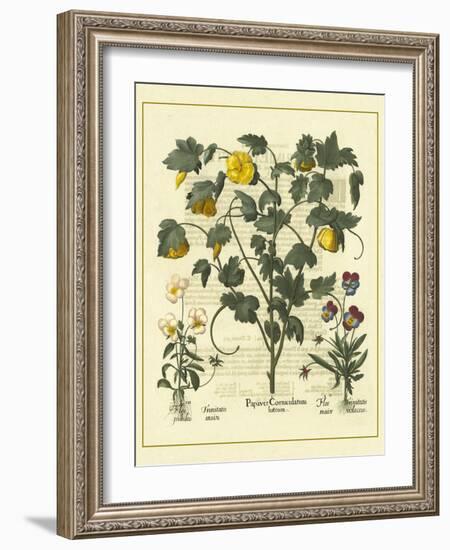 Besler Floral VI-Besler Basilius-Framed Art Print