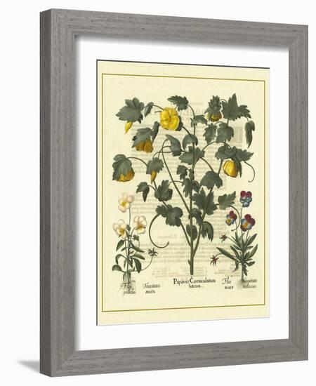 Besler Floral VI-Besler Basilius-Framed Art Print