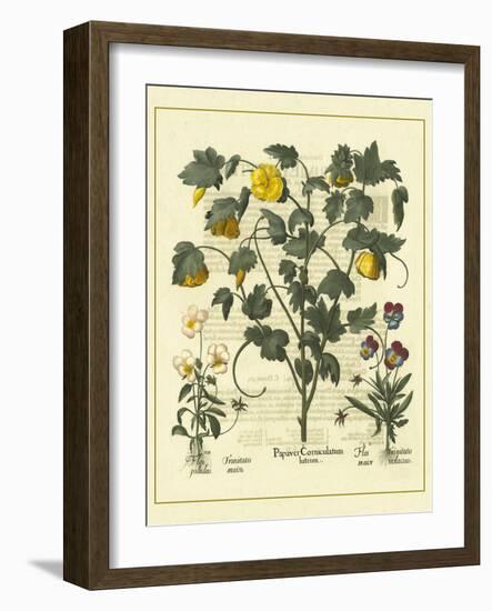 Besler Floral VI-Besler Basilius-Framed Art Print