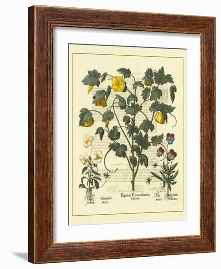 Besler Floral VI-Besler Basilius-Framed Art Print