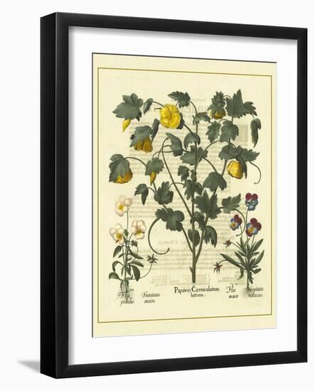 Besler Floral VI-Besler Basilius-Framed Art Print