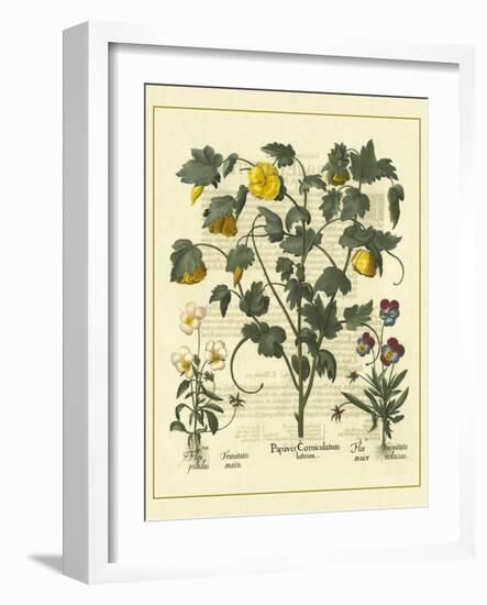 Besler Floral VI-Besler Basilius-Framed Art Print