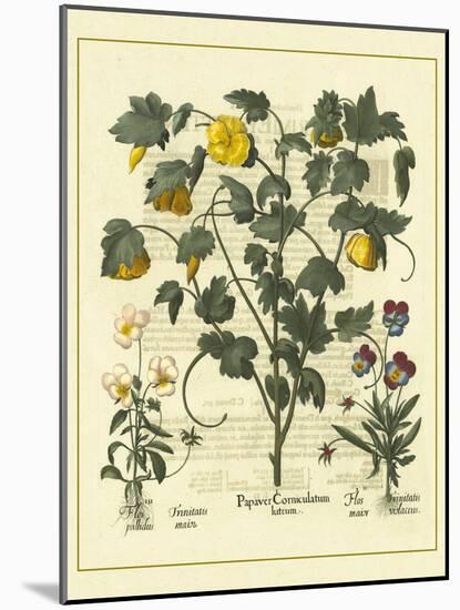 Besler Floral VI-Besler Basilius-Mounted Art Print