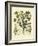 Besler Floral VI-Besler Basilius-Framed Art Print