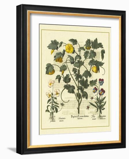 Besler Floral VI-Besler Basilius-Framed Art Print