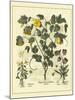 Besler Floral VI-Besler Basilius-Mounted Art Print