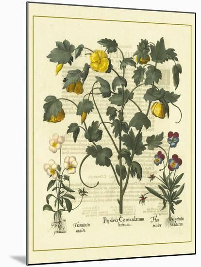 Besler Floral VI-Besler Basilius-Mounted Art Print