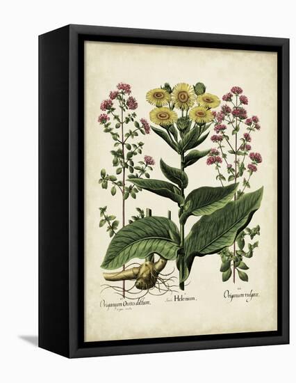 Besler Florilegium I-Basilius Besler-Framed Stretched Canvas