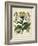 Besler Florilegium I-Basilius Besler-Framed Art Print