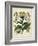 Besler Florilegium I-Basilius Besler-Framed Art Print