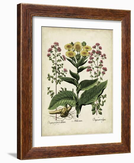 Besler Florilegium I-Basilius Besler-Framed Art Print