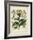 Besler Florilegium I-Basilius Besler-Framed Art Print