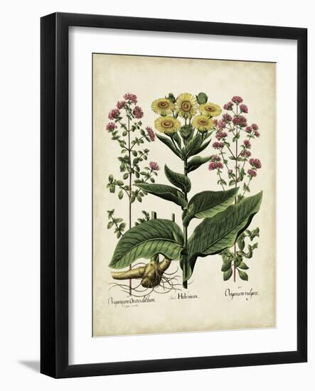 Besler Florilegium I-Basilius Besler-Framed Art Print