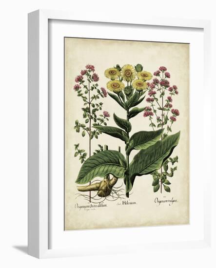 Besler Florilegium I-Basilius Besler-Framed Art Print