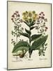 Besler Florilegium I-Basilius Besler-Mounted Art Print