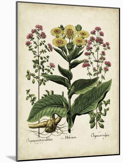 Besler Florilegium I-Basilius Besler-Mounted Art Print