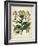 Besler Florilegium I-Basilius Besler-Framed Art Print