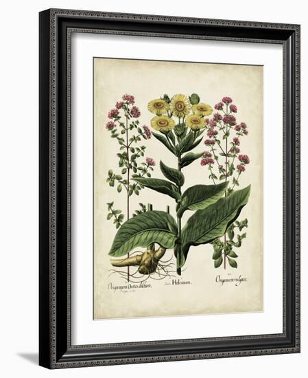 Besler Florilegium I-Basilius Besler-Framed Art Print