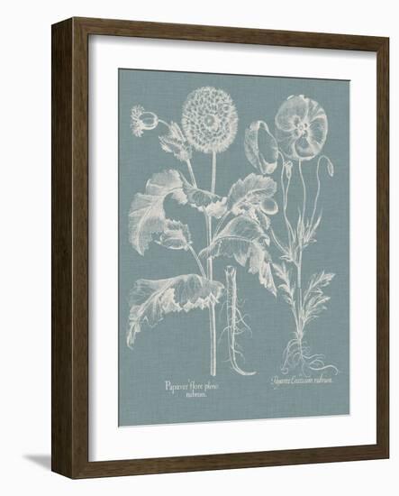 Besler Poppies II-Basilius Besler-Framed Art Print