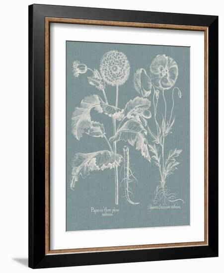 Besler Poppies II-Basilius Besler-Framed Art Print