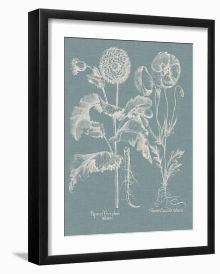 Besler Poppies II-Basilius Besler-Framed Art Print