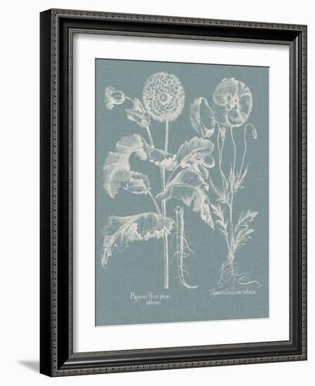 Besler Poppies II-Basilius Besler-Framed Art Print