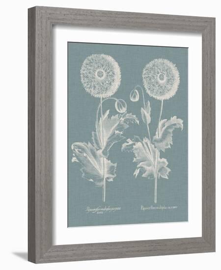 Besler Poppies III-Basilius Besler-Framed Art Print