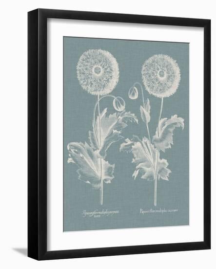 Besler Poppies III-Basilius Besler-Framed Art Print