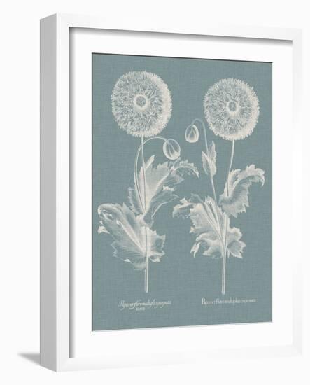 Besler Poppies III-Basilius Besler-Framed Art Print