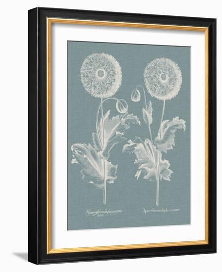 Besler Poppies III-Basilius Besler-Framed Art Print